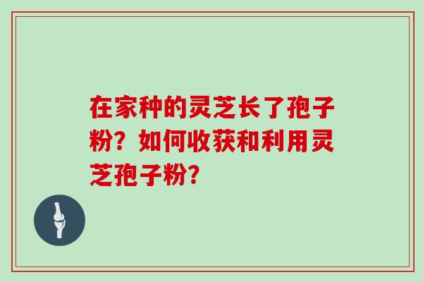 在家种的灵芝长了孢子粉？如何收获和利用灵芝孢子粉？