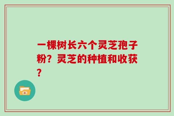 一棵树长六个灵芝孢子粉？灵芝的种植和收获？