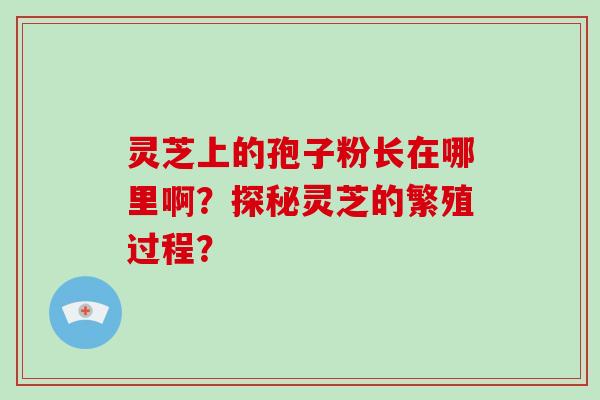 灵芝上的孢子粉长在哪里啊？探秘灵芝的繁殖过程？