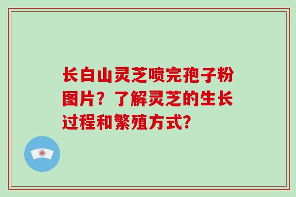 长白山灵芝喷完孢子粉图片？了解灵芝的生长过程和繁殖方式？
