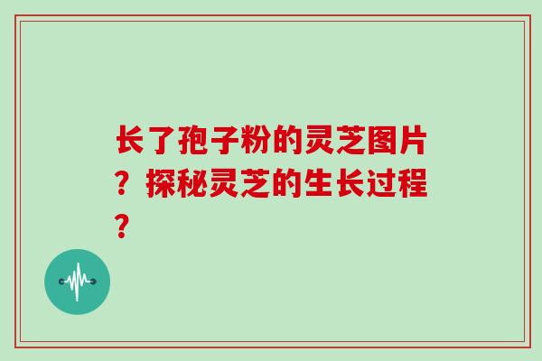 长了孢子粉的灵芝图片？探秘灵芝的生长过程？