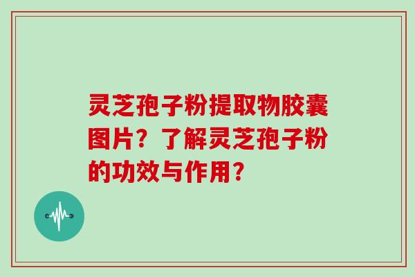 灵芝孢子粉提取物胶囊图片？了解灵芝孢子粉的功效与作用？