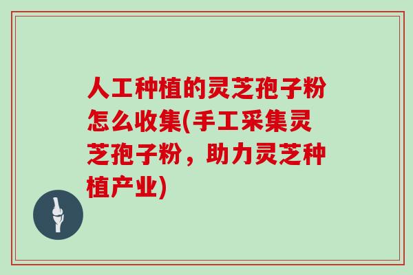 人工种植的灵芝孢子粉怎么收集(手工采集灵芝孢子粉，助力灵芝种植产业)
