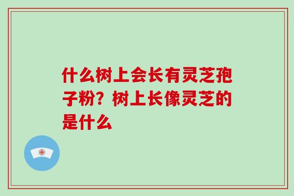 什么树上会长有灵芝孢子粉？树上长像灵芝的是什么