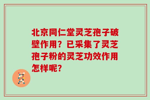 北京同仁堂灵芝孢子破壁作用？已采集了灵芝孢子粉的灵芝功效作用怎样呢？