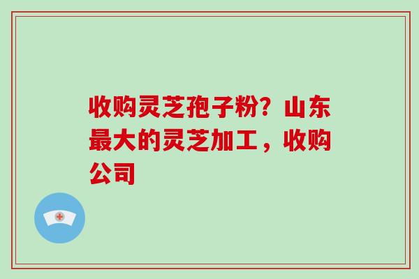 收购灵芝孢子粉？山东最大的灵芝加工，收购公司
