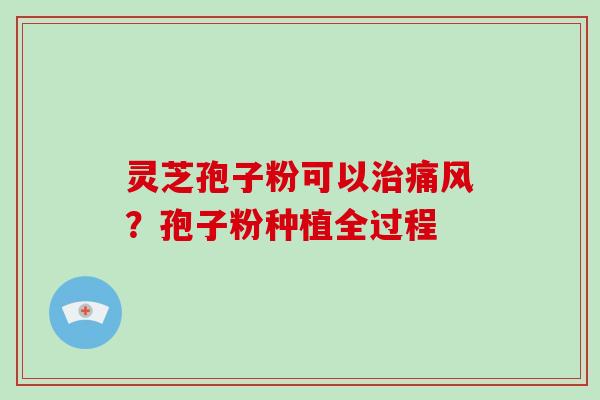 灵芝孢子粉可以治痛风？孢子粉种植全过程