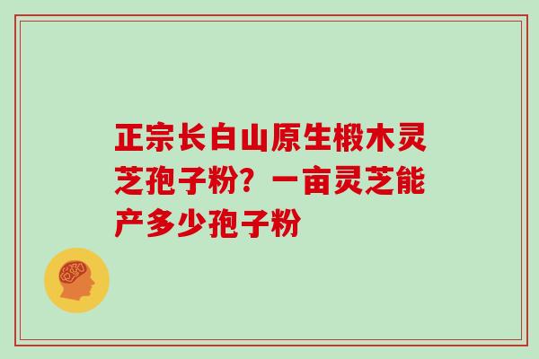 正宗长白山原生椴木灵芝孢子粉？一亩灵芝能产多少孢子粉