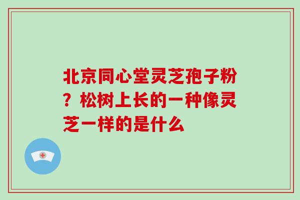 北京同心堂灵芝孢子粉？松树上长的一种像灵芝一样的是什么