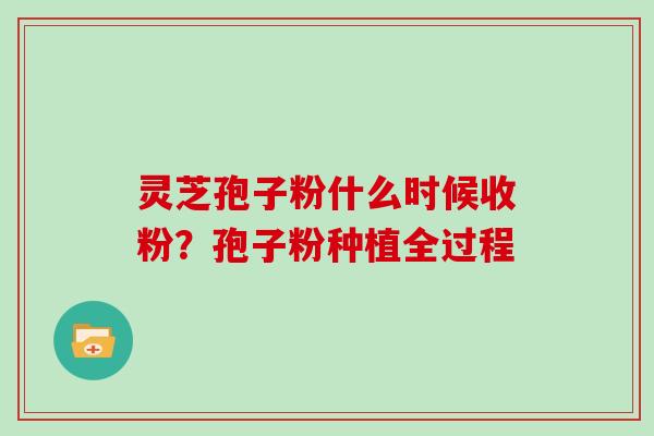 灵芝孢子粉什么时候收粉？孢子粉种植全过程