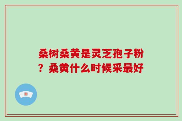 桑树桑黄是灵芝孢子粉？桑黄什么时候采最好
