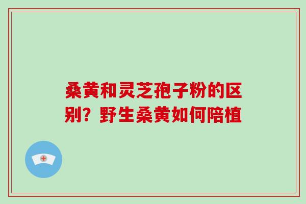 桑黄和灵芝孢子粉的区别？野生桑黄如何陪植