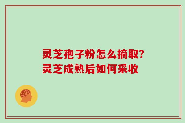 灵芝孢子粉怎么摘取？灵芝成熟后如何采收