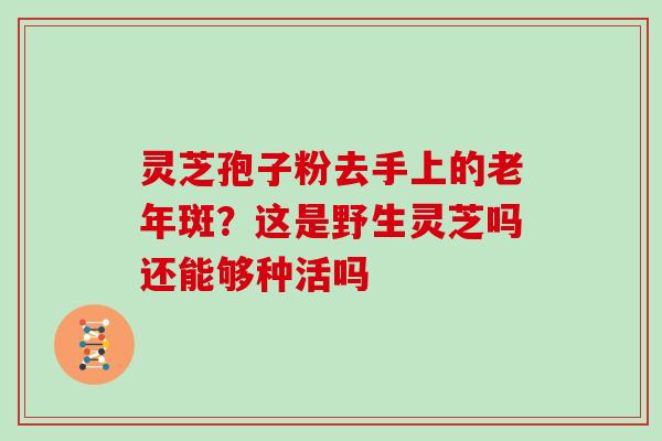 灵芝孢子粉去手上的老年斑？这是野生灵芝吗还能够种活吗