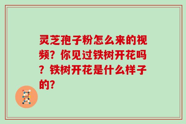 灵芝孢子粉怎么来的视频？你见过铁树开花吗？铁树开花是什么样子的？