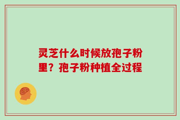 灵芝什么时候放孢子粉里？孢子粉种植全过程