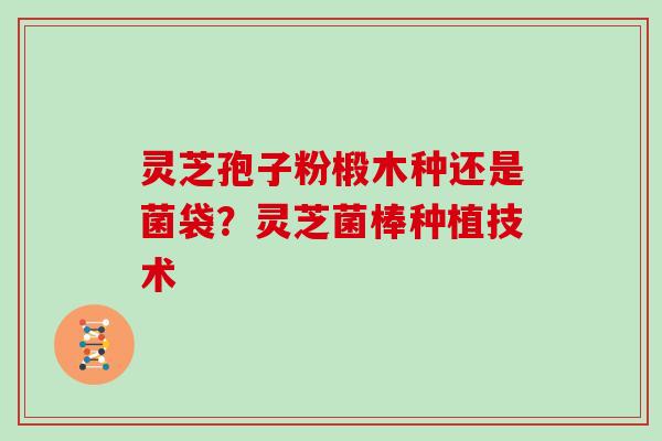 灵芝孢子粉椴木种还是菌袋？灵芝菌棒种植技术