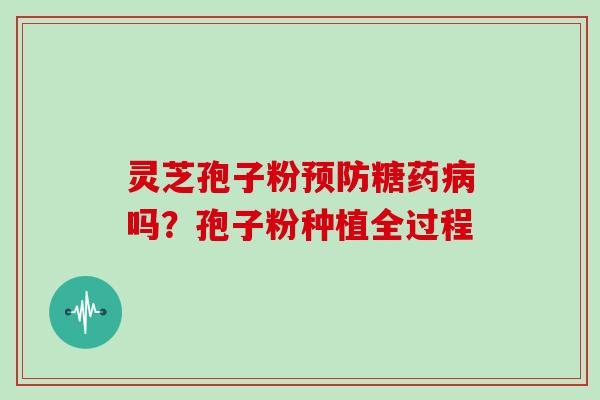 灵芝孢子粉预防糖药病吗？孢子粉种植全过程