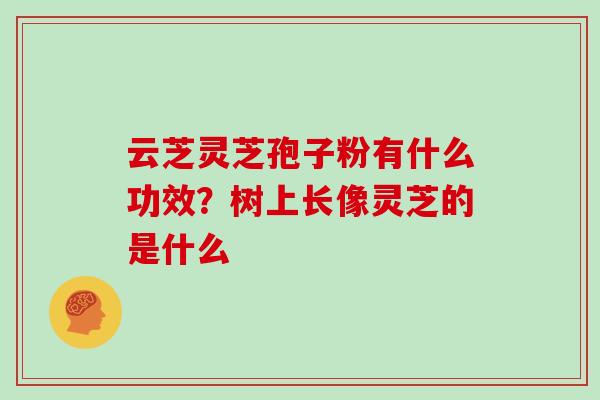 云芝灵芝孢子粉有什么功效？树上长像灵芝的是什么