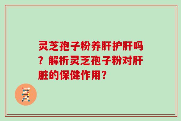 灵芝孢子粉养肝护肝吗？解析灵芝孢子粉对肝脏的保健作用？