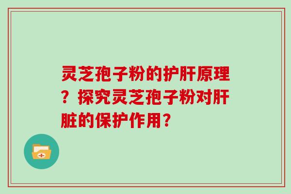 灵芝孢子粉的护肝原理？探究灵芝孢子粉对肝脏的保护作用？