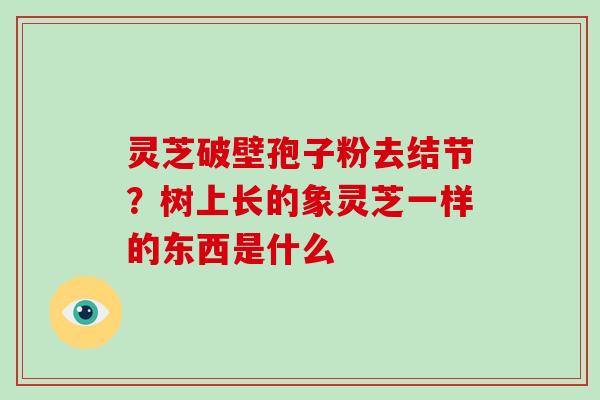 灵芝破壁孢子粉去结节？树上长的象灵芝一样的东西是什么