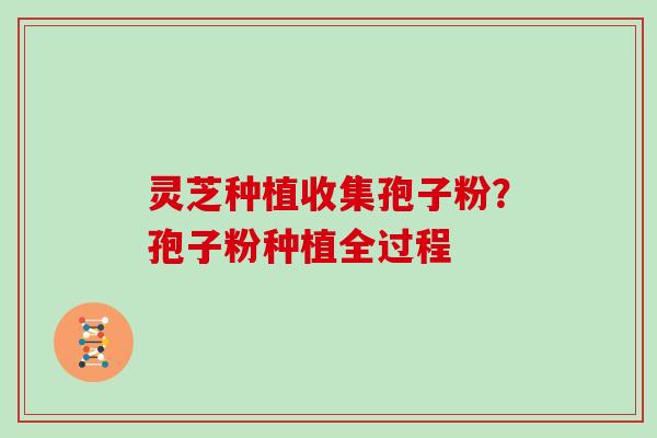 灵芝种植收集孢子粉？孢子粉种植全过程