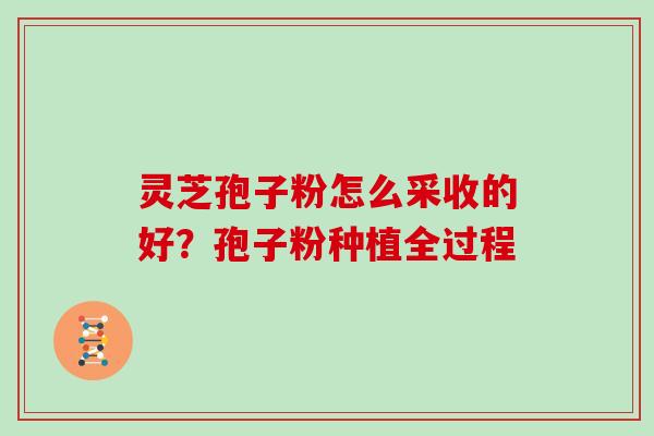 灵芝孢子粉怎么采收的好？孢子粉种植全过程