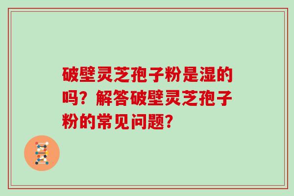 破壁灵芝孢子粉是湿的吗？解答破壁灵芝孢子粉的常见问题？