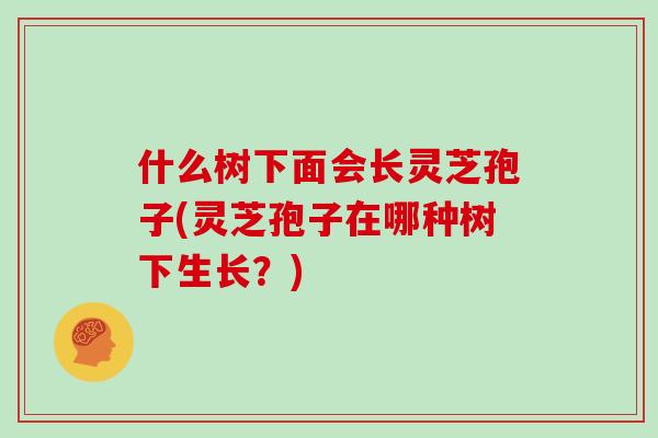 什么树下面会长灵芝孢子(灵芝孢子在哪种树下生长？)