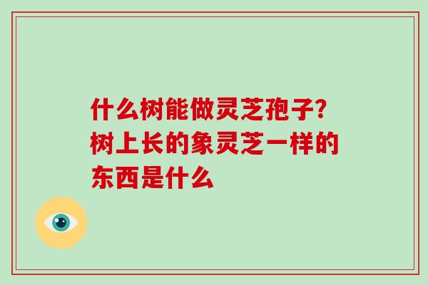 什么树能做灵芝孢子？树上长的象灵芝一样的东西是什么