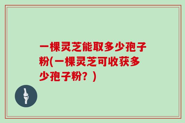 一棵灵芝能取多少孢子粉(一棵灵芝可收获多少孢子粉？)
