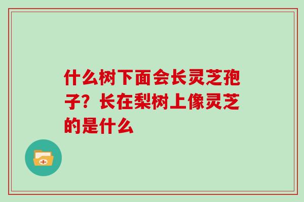 什么树下面会长灵芝孢子？长在梨树上像灵芝的是什么