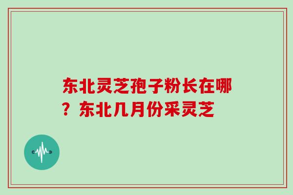 东北灵芝孢子粉长在哪？东北几月份采灵芝
