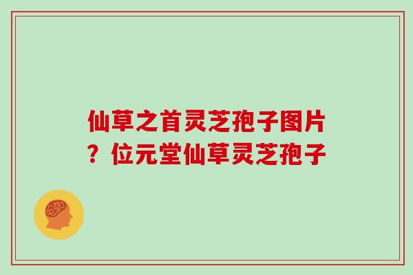 仙草之首灵芝孢子图片？位元堂仙草灵芝孢子