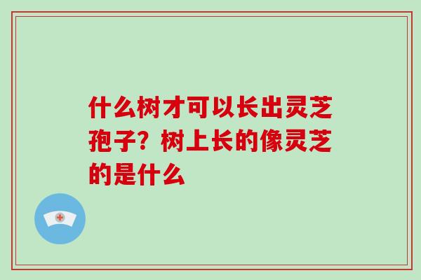 什么树才可以长出灵芝孢子？树上长的像灵芝的是什么