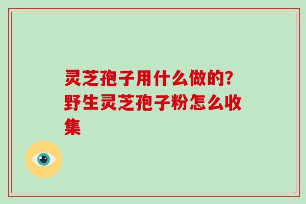 灵芝孢子用什么做的？野生灵芝孢子粉怎么收集