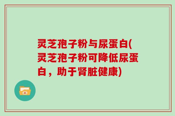 灵芝孢子粉与尿蛋白(灵芝孢子粉可降低尿蛋白，助于肾脏健康)