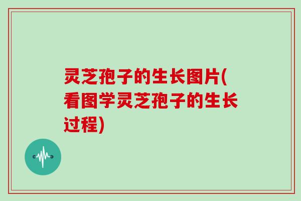 灵芝孢子的生长图片(看图学灵芝孢子的生长过程)