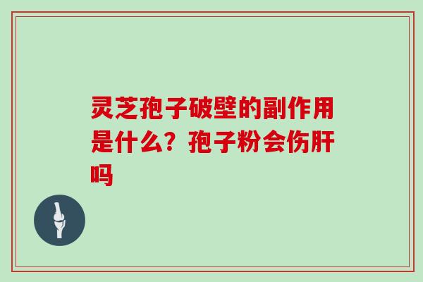 灵芝孢子破壁的副作用是什么？孢子粉会伤肝吗