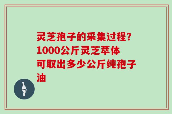 灵芝孢子的采集过程？1000公斤灵芝萃体可取出多少公斤纯孢子油