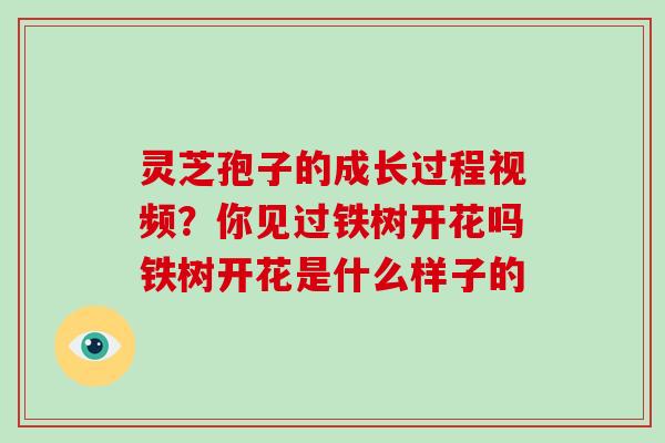 灵芝孢子的成长过程视频？你见过铁树开花吗铁树开花是什么样子的