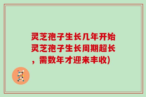 灵芝孢子生长几年开始灵芝孢子生长周期超长，需数年才迎来丰收)