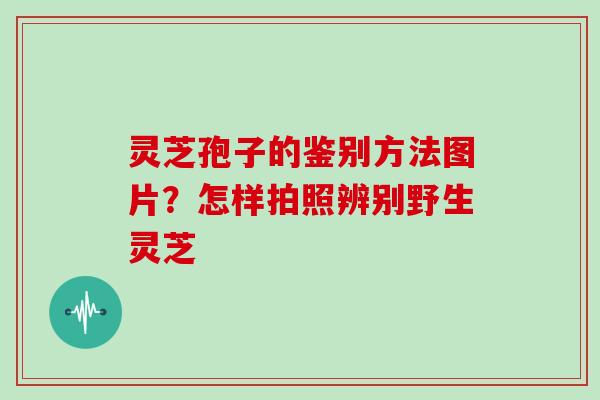 灵芝孢子的鉴别方法图片？怎样拍照辨别野生灵芝