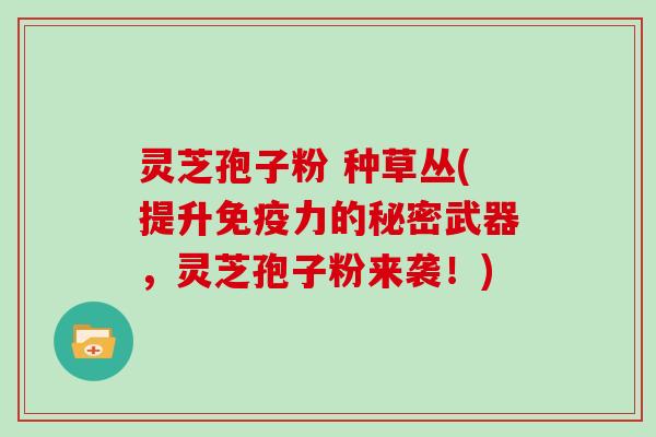 灵芝孢子粉 种草丛(提升免疫力的秘密武器，灵芝孢子粉来袭！)