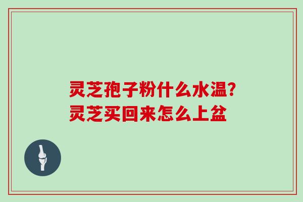 灵芝孢子粉什么水温?灵芝买回来怎么上盆-第1张图片-灵芝大师 灵芝孢子粉什么水温?灵芝买回来怎么上盆-第1张图片-灵芝大师