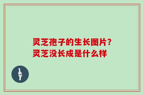 灵芝孢子的生长图片？灵芝没长成是什么样