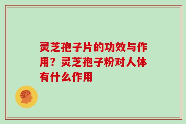 灵芝孢子片的功效与作用？灵芝孢子粉对人体有什么作用
