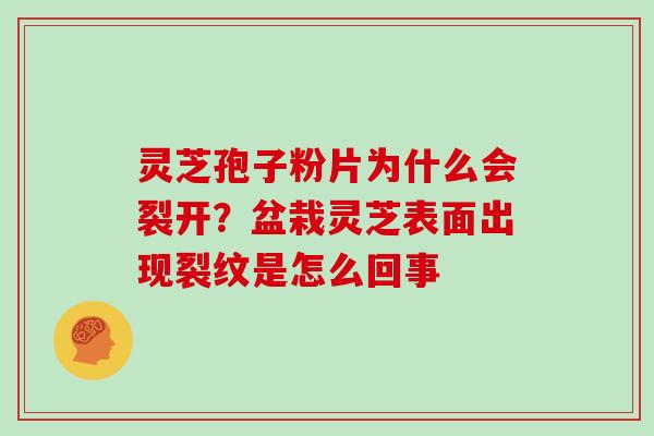 灵芝孢子粉片为什么会裂开？盆栽灵芝表面出现裂纹是怎么回事