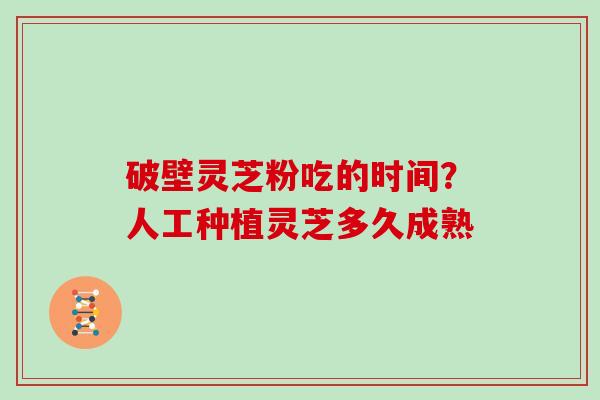 破壁灵芝粉吃的时间？人工种植灵芝多久成熟